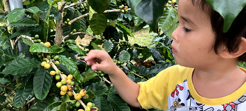 コーヒー豆収穫・焙煎体験