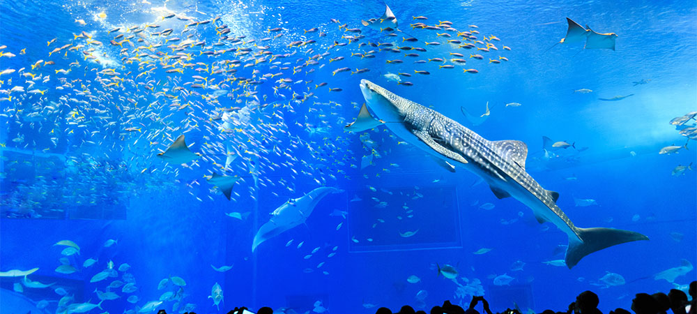 Aquarium Package with adult aquarium ticketKids stay free with complimentary breakfast!